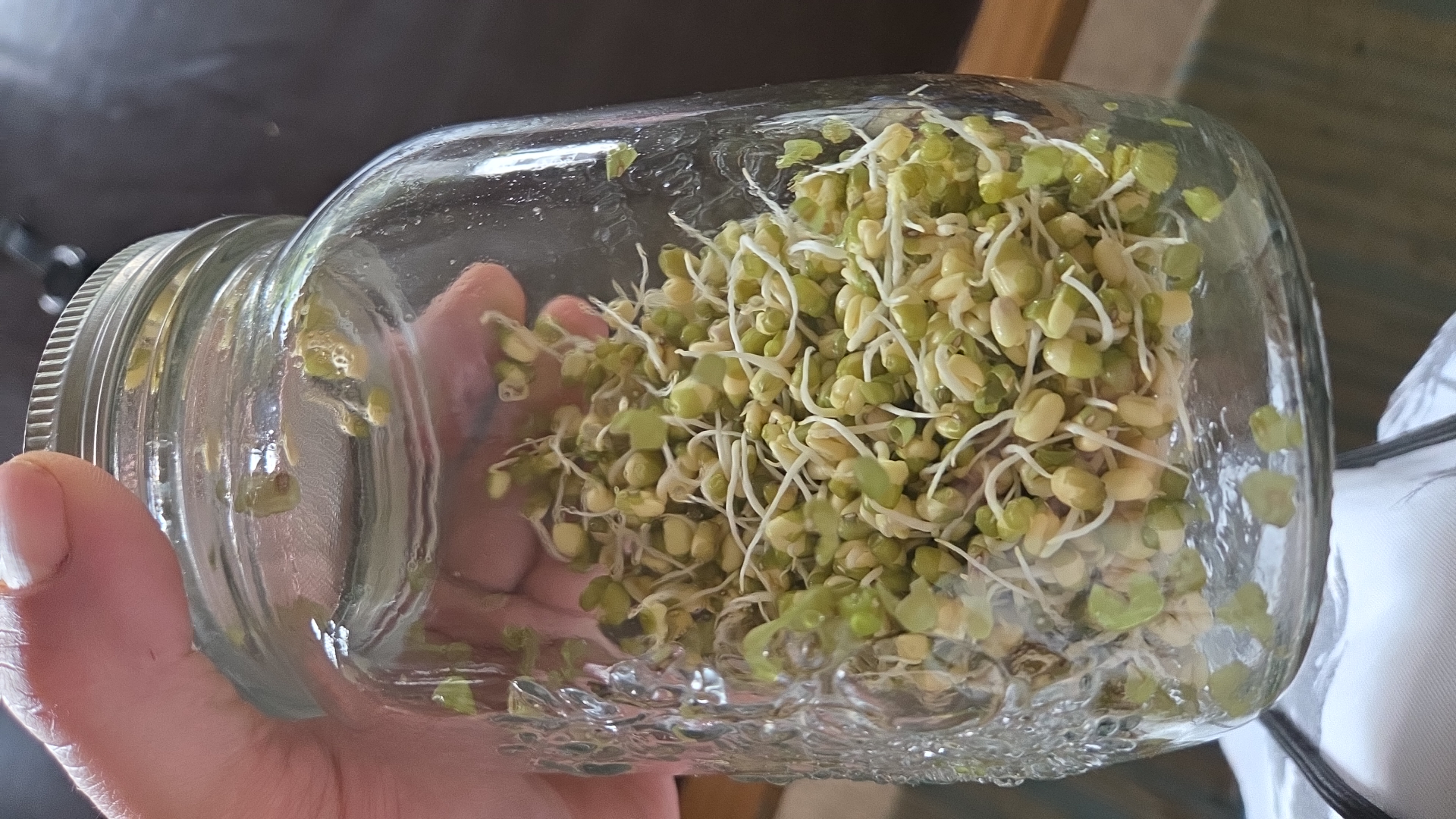 Keimlinge in einem Glas als Beispiel praktischer Vorbereitung