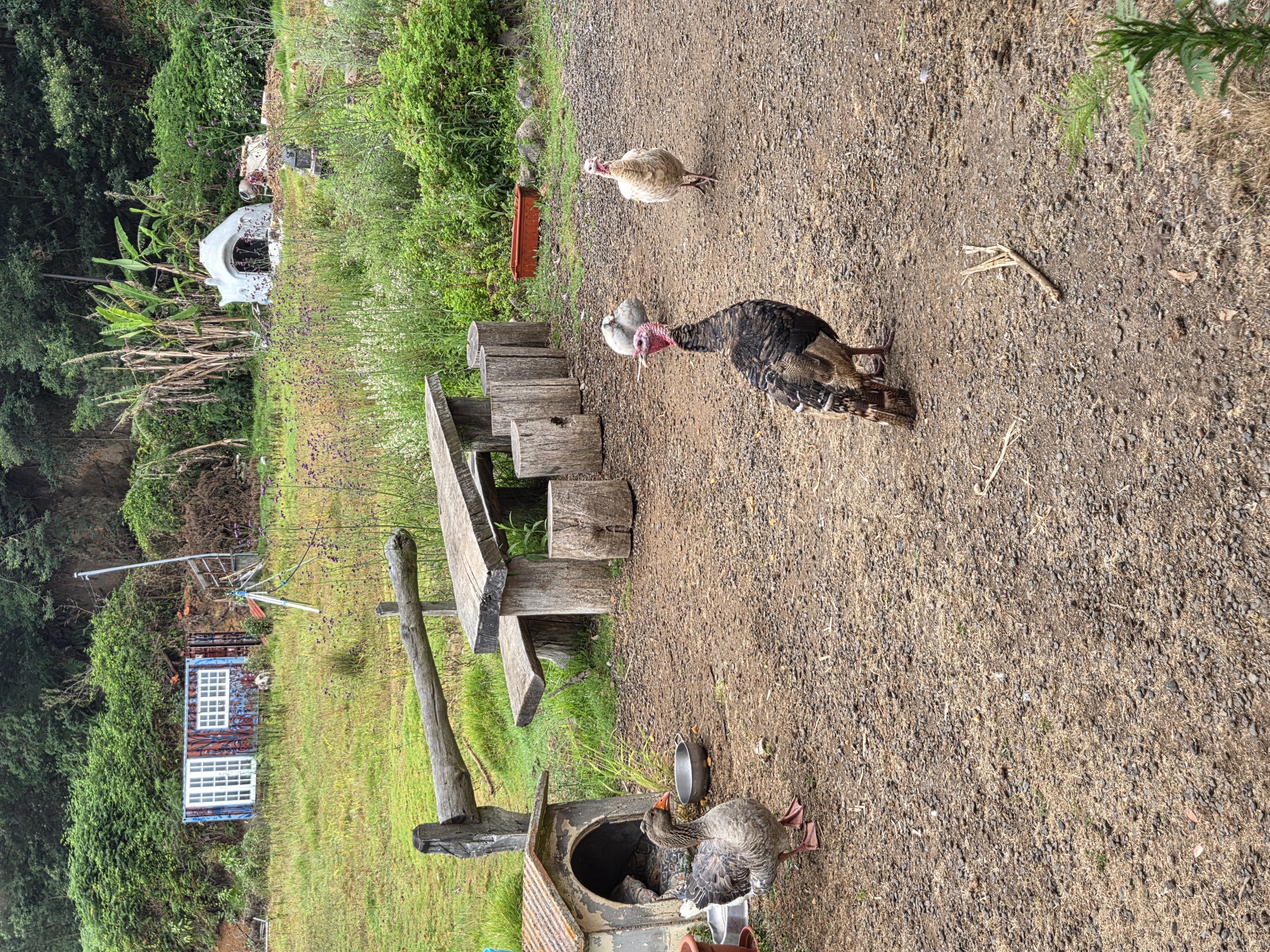 Tiere auf einem Farmgelände