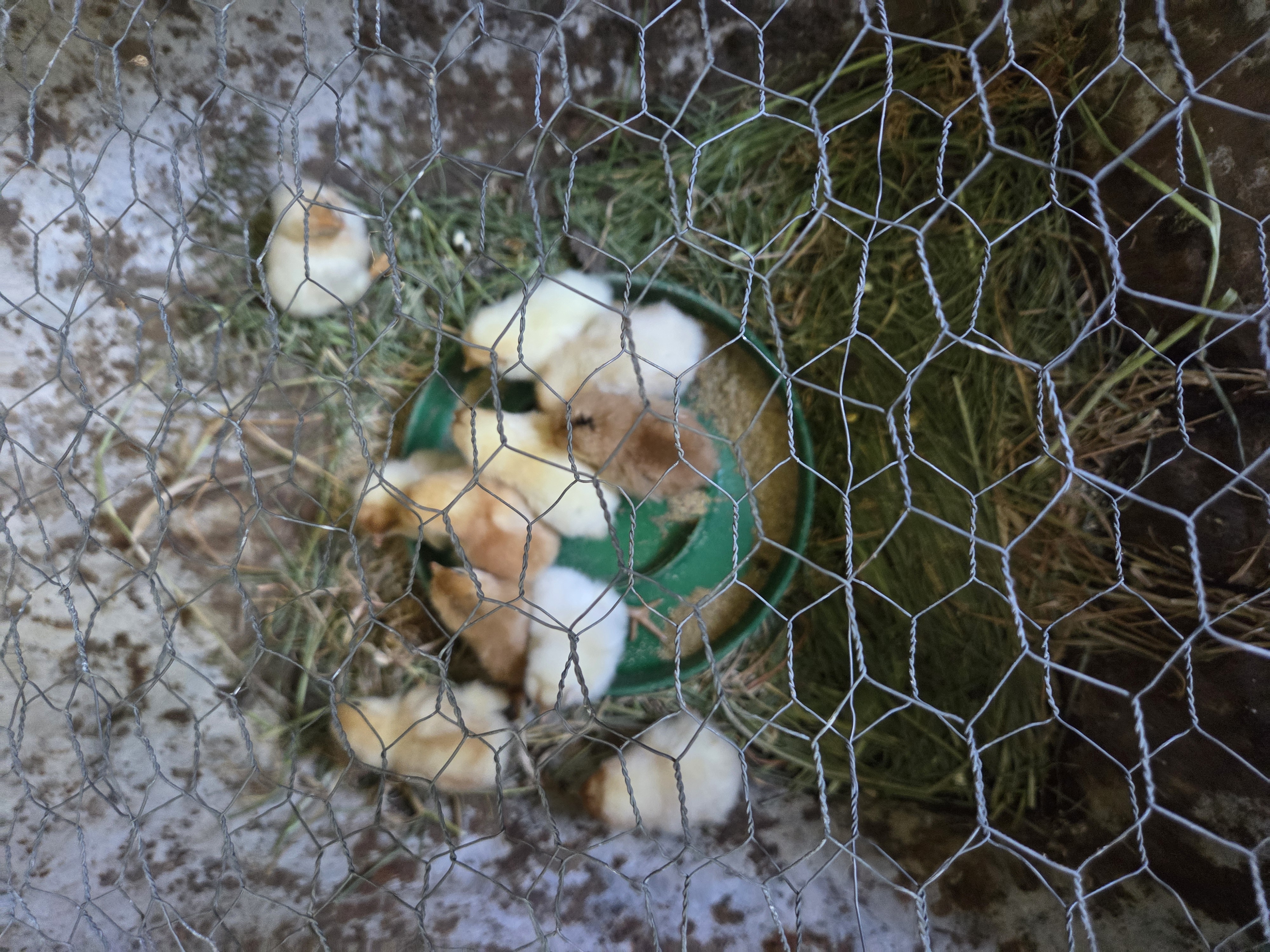 Kleine Tiere hinter einem Maschendrahtzaun